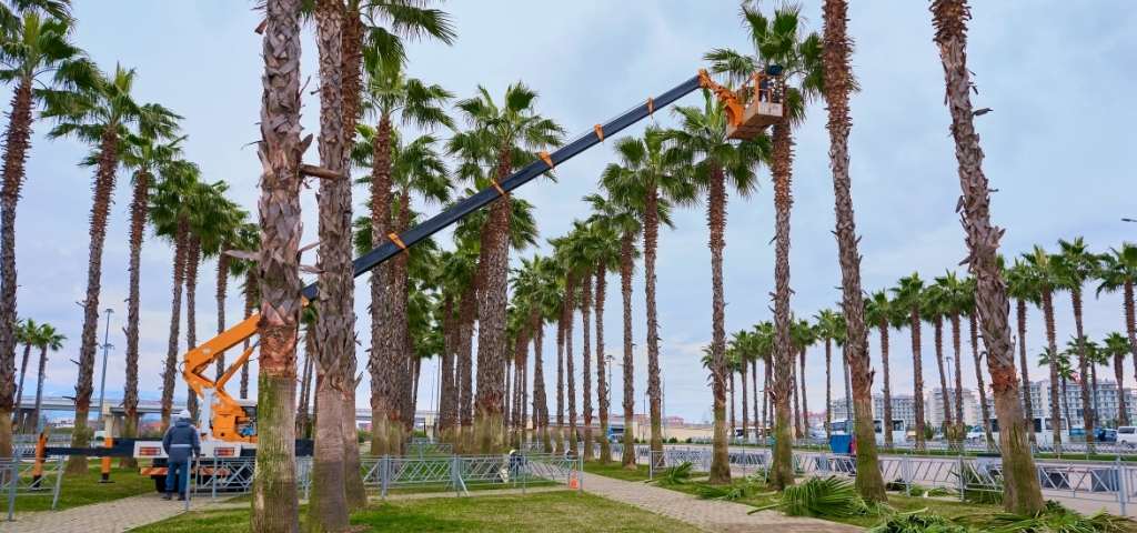man-trimming-palm-tree man-trimming-palm-tree