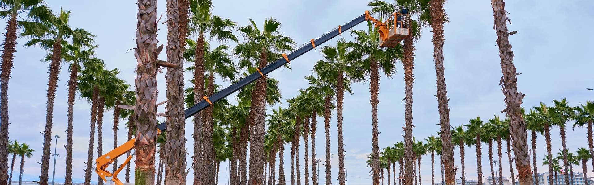 Workers trimming palm trees